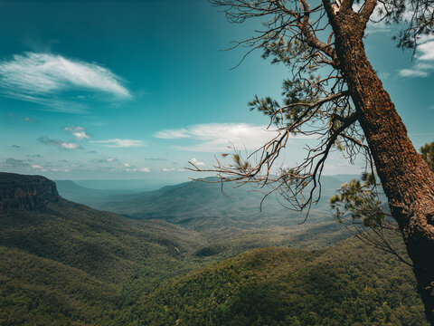 View of The Three Sisters rock formation overlooking the forested valleys of the Blue Mountains, framed by a pine tree in the foreground in Blue Mountains City Council, New South Wales, Australia.