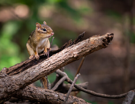 View of a chipmunk perched on a weathered tree branch in Forest Park, St. Louis, Missouri, United States.