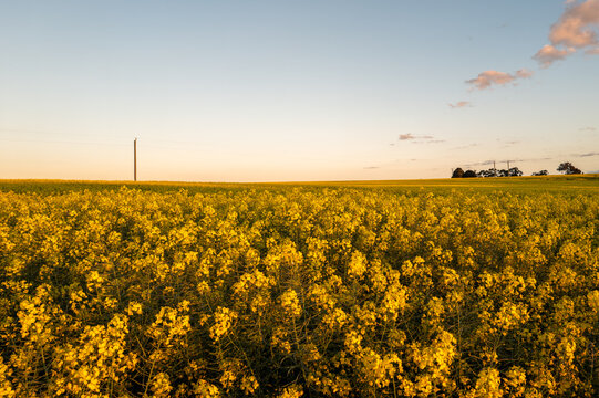 View of a vibrant field of yellow canola flowers in full bloom under a soft golden hour sky in Stirling Range National Park, Western Australia, Australia.