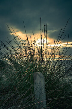 View of coastal grasses and a wooden post at sunset at Middleton Beach, Western Australia, Australia.