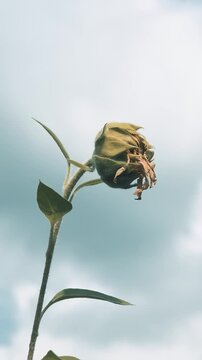 Young sunflower blossom swaying in the wind against a cloudy sky