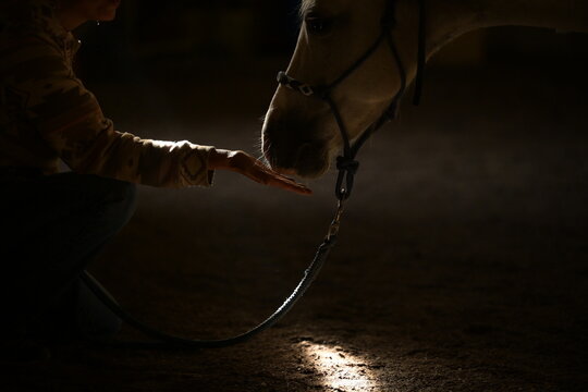 Sehr d&uuml;steres Bild eines Ponys mit Halfter und Strick das in einem schmalen Lichtstreifen vertrauensvoll an der Hand einer Frau schnuppert