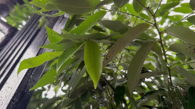 Static shot of moderate to heavy rain falling continuously on green leaves in a tropical garden.