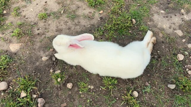 White rabbit rests quietly on grass and earth at a farm, gentle domestic animal and rural nature concept.