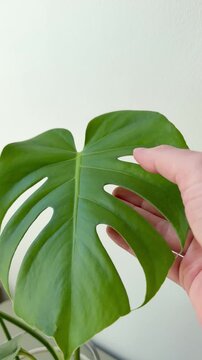 Hand Gently Holding a Large Monstera Leaf Vertical Video