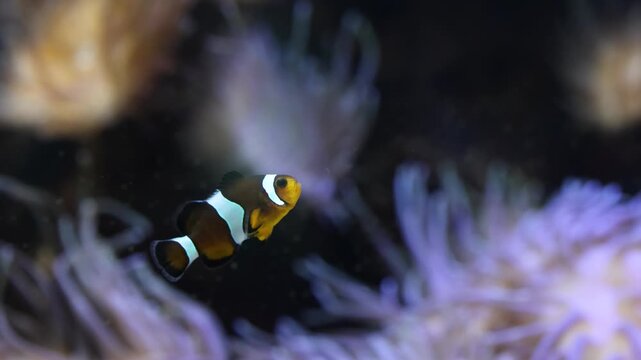 Beautiful orange clownfish swimming peacefully in the tentacles of a sea anemone