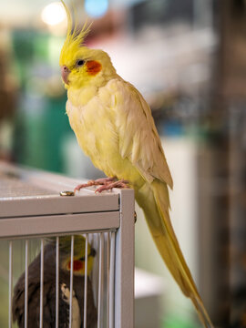 View of a yellow cockatiel perched on top of a metal cage with another cockatiel visible inside in Busan, Busan, South Korea.