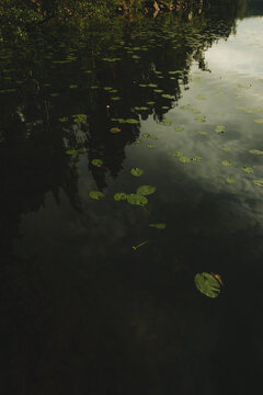 View of water lilies floating on the calm dark surface of a lake with reflections of surrounding trees in Hameenlinna, Kanta-Hame, Finland.