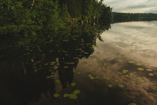 View of a calm lake with water lilies floating on the surface and reflections of the surrounding forest in the water at dusk in Hameenlinna, Kanta-Hame, Finland.