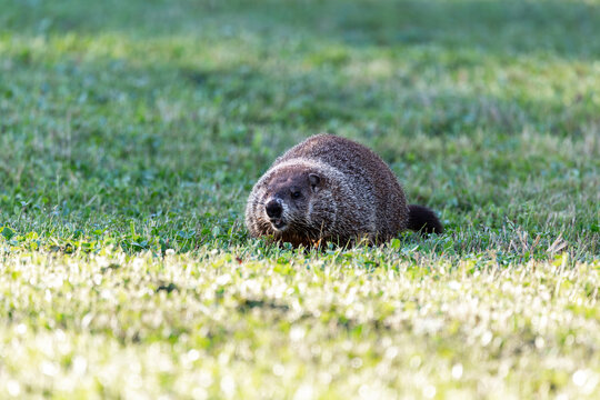 Closeup of well-fed funny groundhog crouching in grass with mouth open in the Sainte-Foy Nature Center during a beautiful late September sunrise, Quebec City, Quebec, Canada