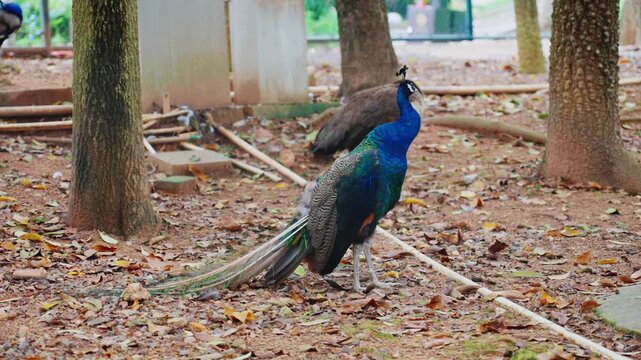 The blue peacock drags its long tail and walks on the trails in the park
