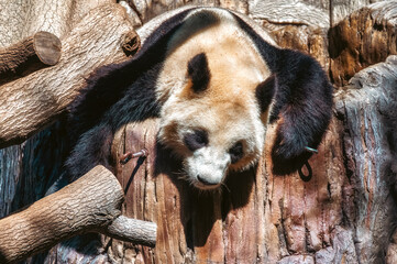 Giant panda is sleeping , a bear native to south central China. © atosan