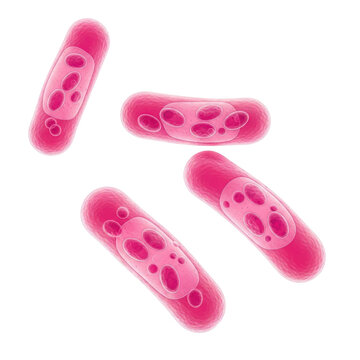 Group of pink rod shaped bacteria cells isolated on a transparent background isolated on white background