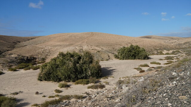 naturaleza arida en estado puro
