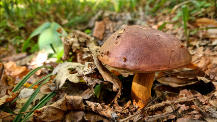 Bay bolete fungus mushrooms in the forest. Natural texture for background. © iuliiawhite