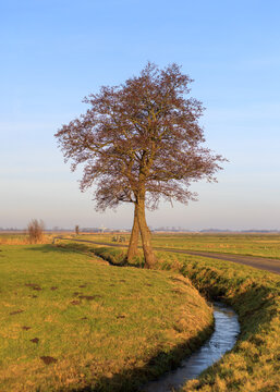 Two lonely trees lonely trees on a winter's day in the field seem to be entangled at the Onnerlanden, a Dutch floodplain polder, Onnen, Groningen, the Netherlands 