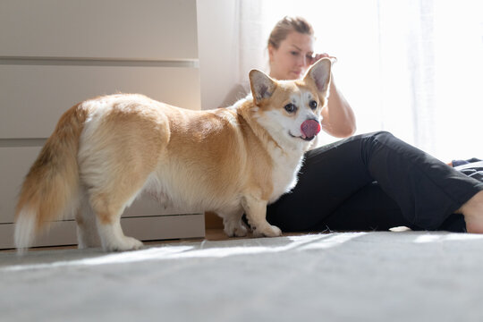 Corgi dog licking lips near woman relaxing at home