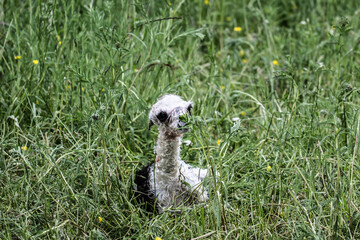 Fototapeta premium alpaka tier natur lama baby