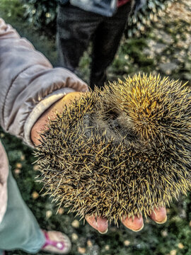 igel rettung fressen winter hand