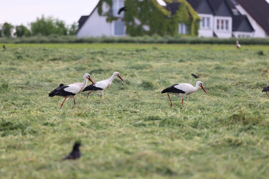 St&ouml;rche und Reiher auf einer Wiese