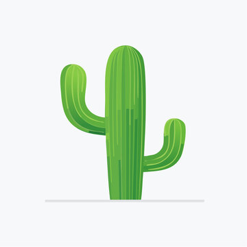 cactus vector illustration