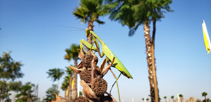 Wide macro shot of a green praying mantis on a dry plant with palm trees and clear blue sky view(3)
corn field and blue sky