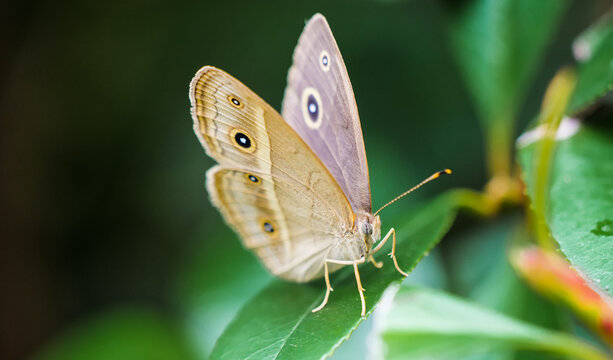 A brown butterfly with eye spots, an insect from the Nymphalidae family