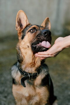 German shepherd dog licking a human hand while looking up with attentive eyes. Human and animal bond, trust and friendship concept, closeup outdoor portrait.