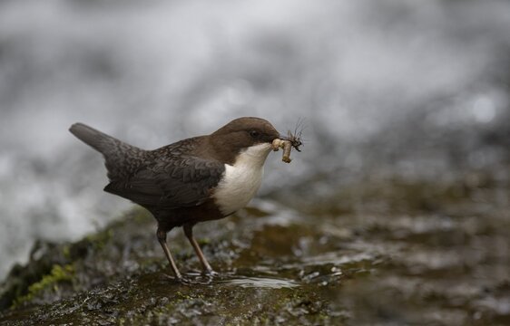 White-throated Dipper with prey at the mountain stream, Bitburg, Rhineland-Palatinate, Germany