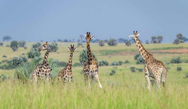 Rothschild's giraffes (Giraffa camelopardalis rothschildi) in green grass, Murchison Falls National Park, Uganda