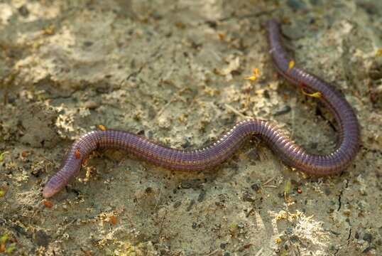 Blanus cinereus, Moorish web digs, Mediterranean worm lizard, web burrow, ringworm, lizards, Extremadura, reptiles, lizards, reptilia, reptiles, Spain