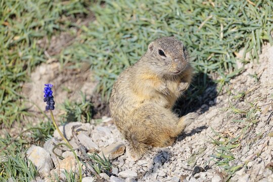A fully grown European ground squirrel (Spermophilus citellus) grooms itself in hilly terrain on a sunny day. Austria