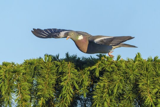 A pigeon hovering horizontally over a green branch in flight, wood pigeon (Columba palumbus), wildlife, Germany