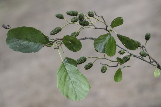 Black alder (Alnus glutinosa), leaves and fruits, Emsland, Lower Saxony, Germany