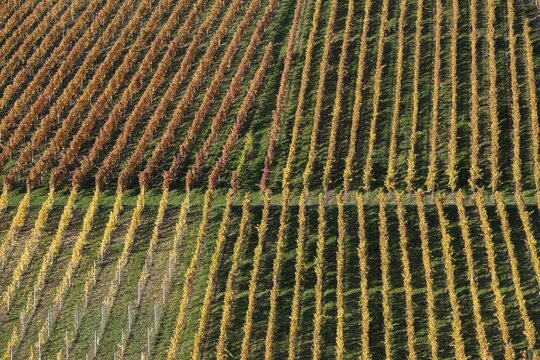 Drone image, vineyards in autumn, near Neuenstein-Obers&ouml;llbach, Baden-W&uuml;rttemberg, Germany