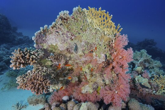 Varied colourful coral structures, including lattice fire coral (Millepora dichotoma), in a lively reef. Dive site Marsa Shona Reef, Egypt, Red Sea