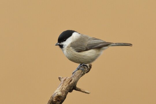 Marsh tit (Parus palustris), sitting on a branch, Wilden, North Rhine-Westphalia, Germany