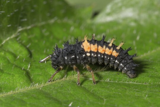 Larva of Asian lady beetle on a leaf, Baden-W&uuml;rttemberg, Germany