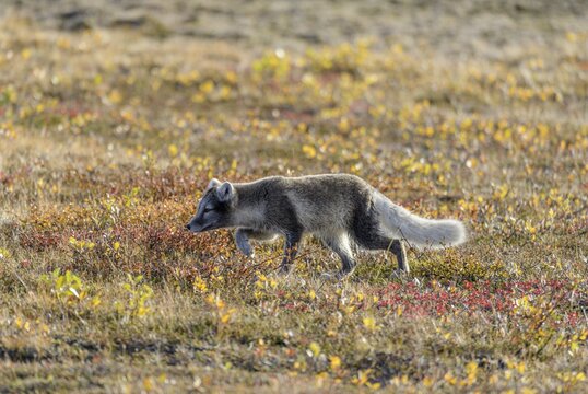 Young Arctic fox (Vulpes lagopus) or ice fox, M&ouml;&eth;rudalur, Austurland, Iceland