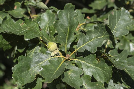 English oak (Quercus robur), Emsland, Lower Saxony, Germany
