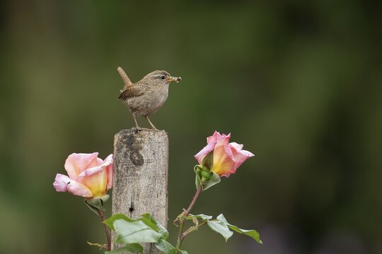 Eurasian wren (Troglodytes troglodytes) adult garden bird with food in its beak on a wooden post in summer, Suffolk, England, United Kingdom