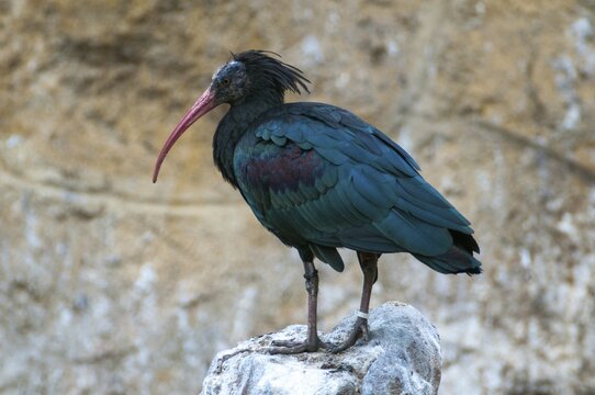 Geronticus eremita, wild rapp, birds, ciconiiformes, walking birds, stork birds, birds