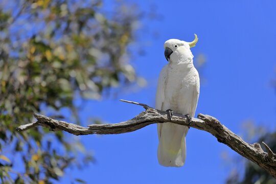 Sulphur-crested cockatoo (Cacatua galerita), adult, on tree, New South Wales, Australia