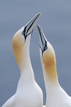 Gannets (Morus bassanus, Sula bassana) during courtship