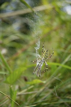 Black and yellow Ariope ( Argiope bruennichi) sitting in spider net with wrapped grasshopper for prey