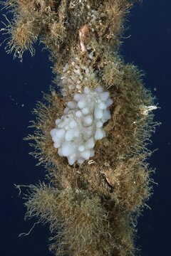 Underwater view of white sea squirts (Phallusia mammillata) and algae covering a rope, dive site Giens Peninsula, Mediterranean Sea, Porquerolles, Provence, C&ocirc;te d'Azur, France