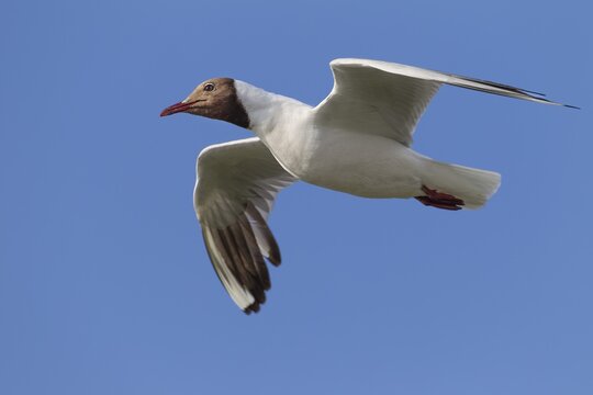 In gliding flight, the black-headed gull (Chroicocephalus ridibundus) in its breeding plumage searches for food on the North Sea coast, summer plumage, aerial photograph, beach bird, coastal bird, July, Germany
