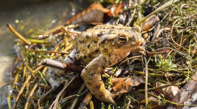 Common toads (Bufo bufo), mating at water, Stallauer Weiher, Bavaria, Germany