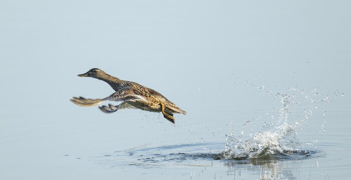 Gadwall (Mareca strepera), female in flight, Lower Saxony, Germany
