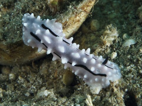 Elongated spiny nudibranch, Rudman's Phylidiella (Phyllidiella rudmani), warty snail, on the seabed, dive site Gondol Reef, Gondol, Bali, Indonesia